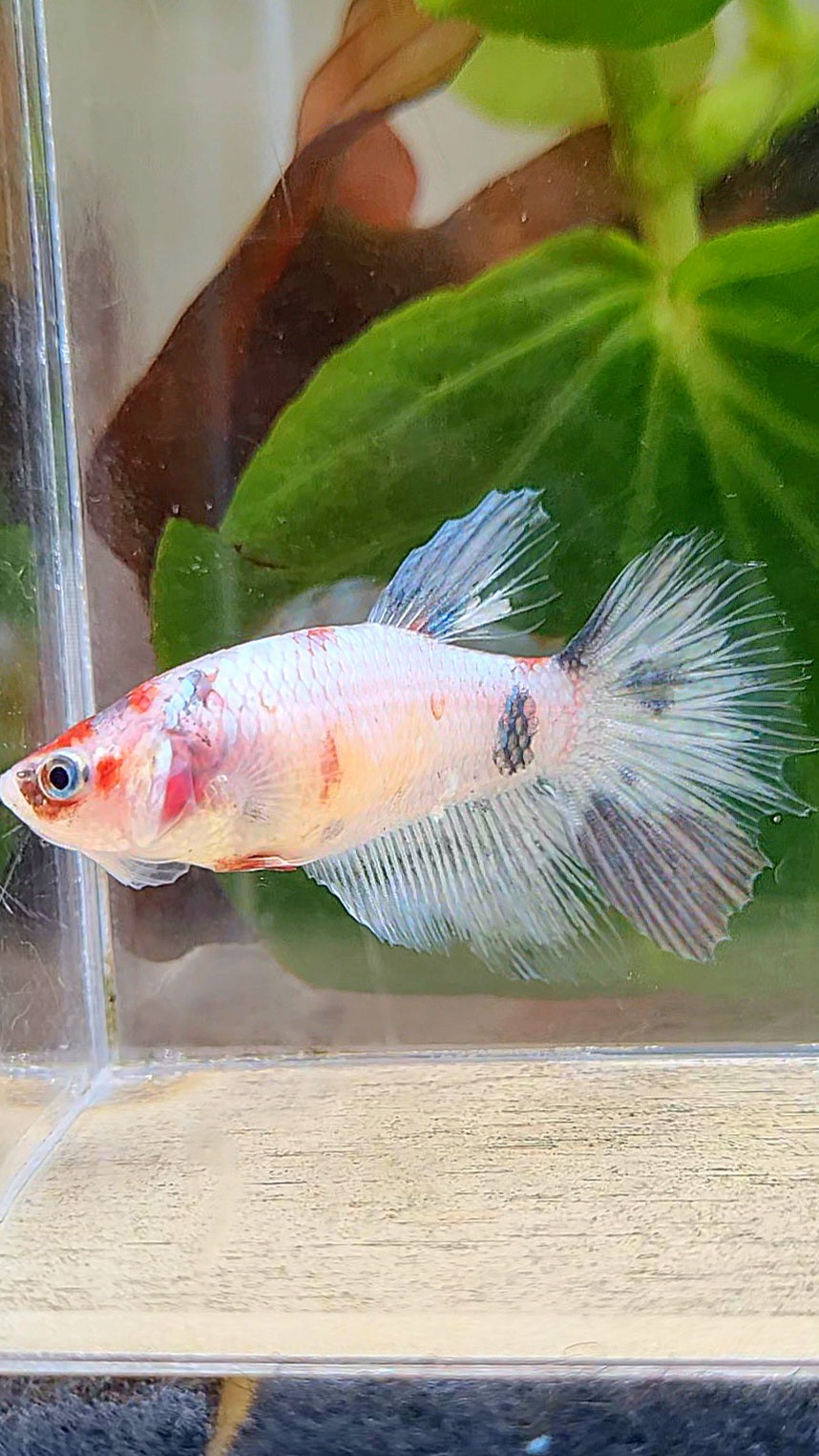 FEMALE HALFMOON WHITE COPPER KOI BETTA FISH