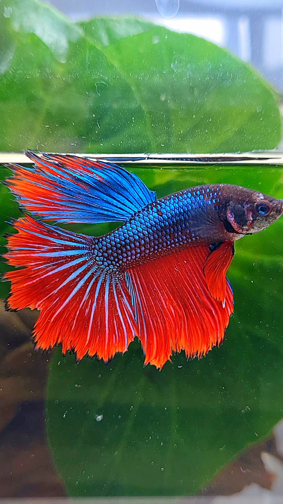 HALFMOON IMBELLIS BLUE RED HYBRID WILD BETTA FISH