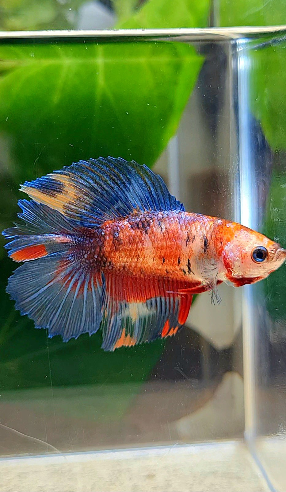 FEMALE HALFMOON DOUBLE TAIL RED KOI MULTICOLOR BETTA FISH