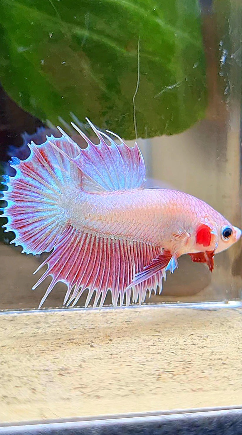 LUXURY CROWNTAIL PLAKAT PINK UNICORN BETTA FISH