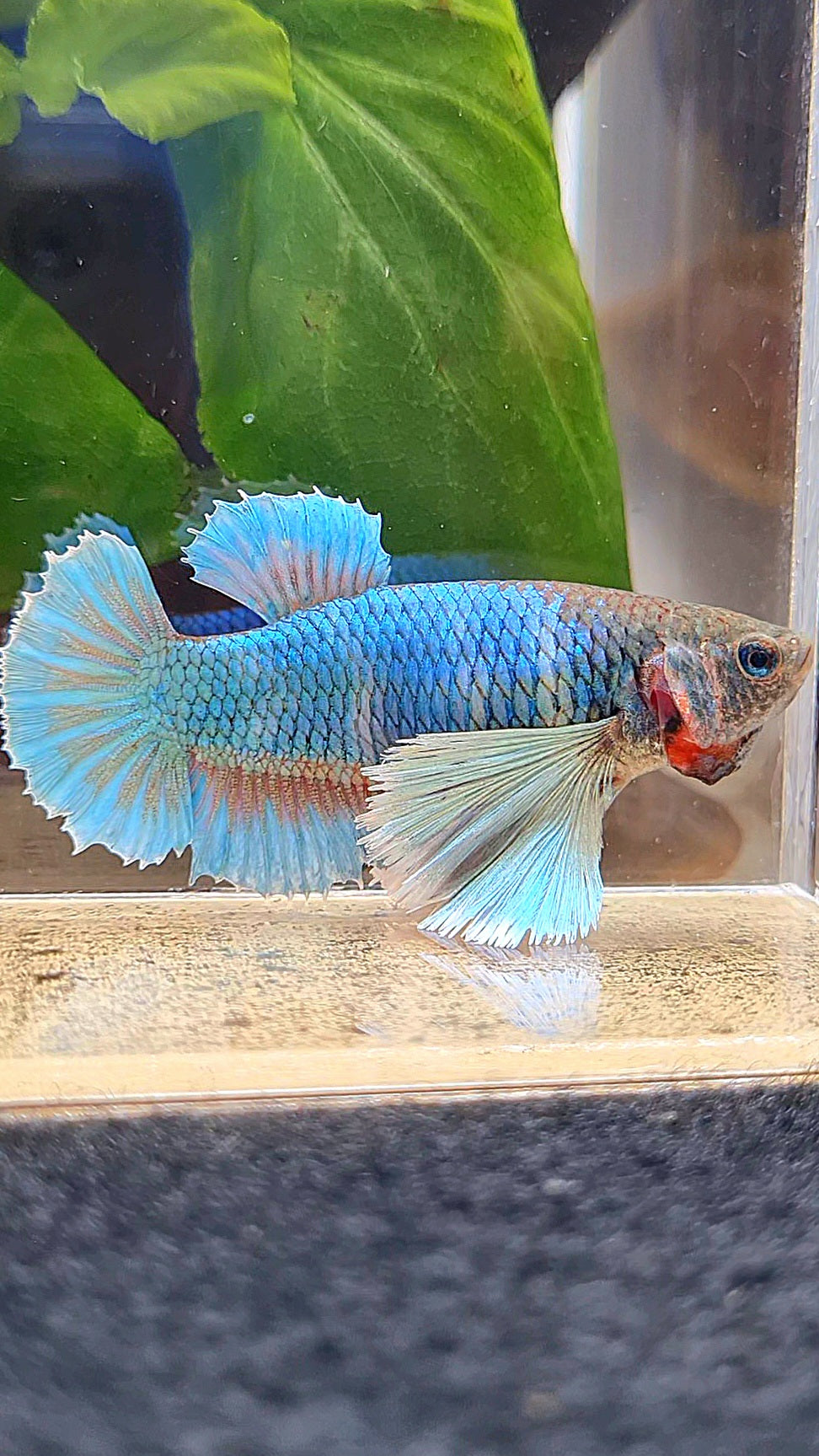 FEMALE PLAKAT SUPER DUMBO EAR GREEN BLUE TURQUOISE BETTA FISH