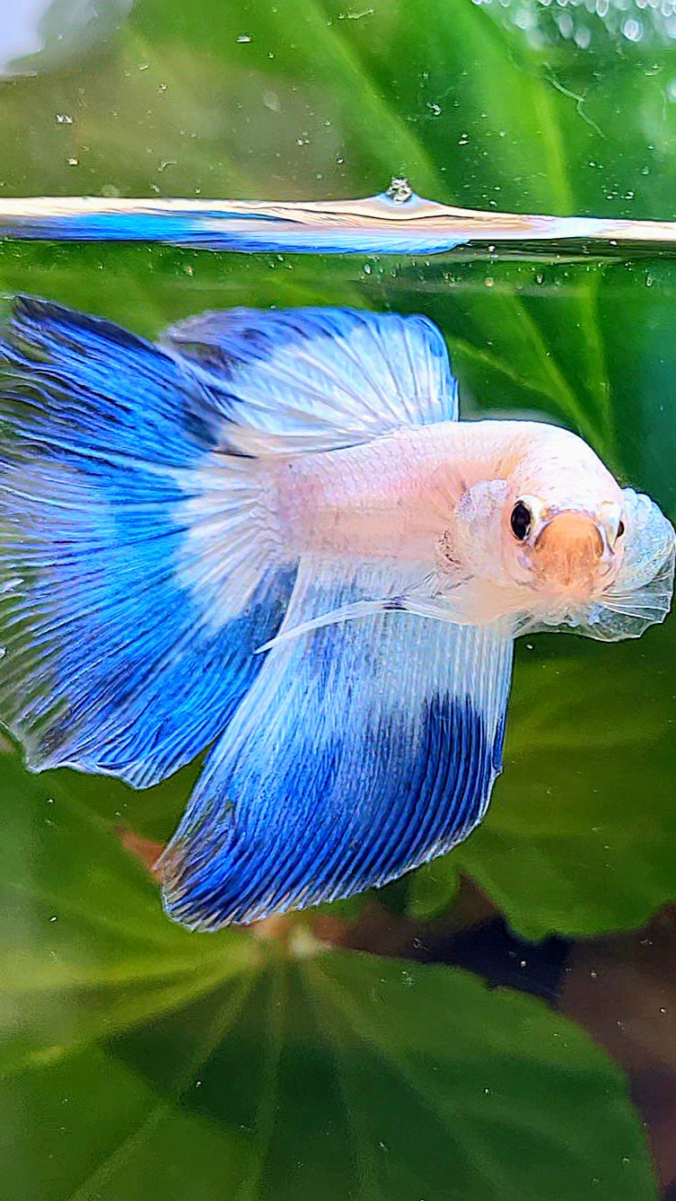HALFMOON BLUE RIM BUTTERFLY BETTA FISH