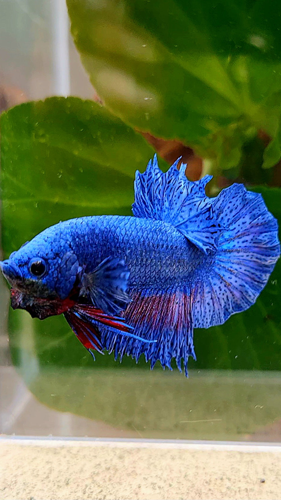 CROWNTAIL PLAKAT BLUE FANCY BETTA FISH