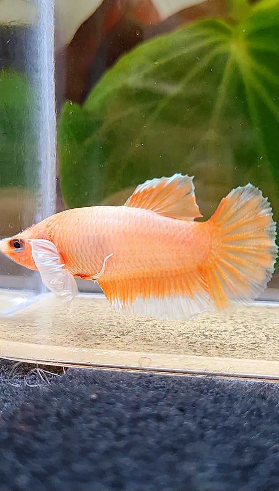 FEMALE HALFMOON DUMBO EAR ORANGE BETTA FISH