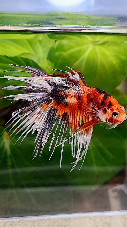 CROWNTAIL ORANGE COPPER TIGER MULTICOLORBETTA FISH
