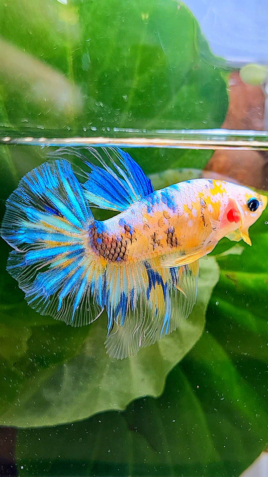 HALFMOON YELLOW KOI GALAXY MULTICOLOR BETTA FISH