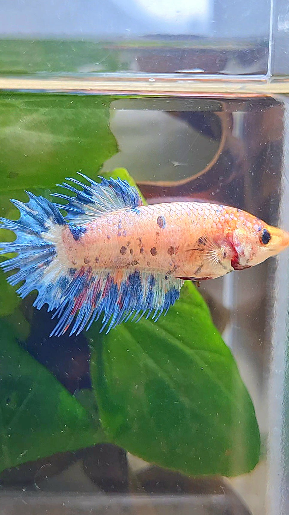 FEMALE CROWNTAIL CANDY BLUE DOTS MULTICOLOR BETTA FISH