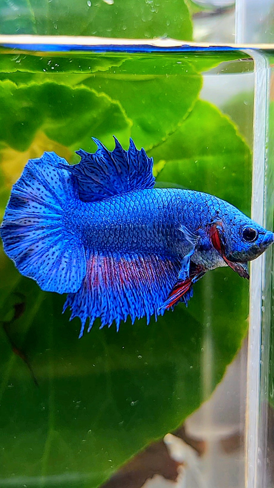 CROWNTAIL PLAKAT BLUE FANCY BETTA FISH