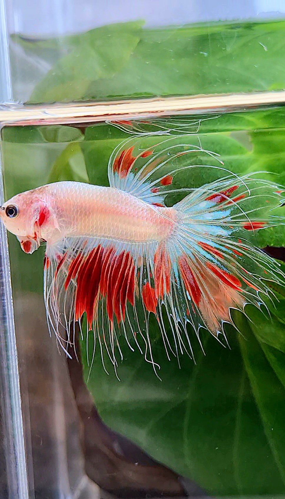 CROWNTAIL FANCY ARMAGEDDON BETTA FISH minus little wart