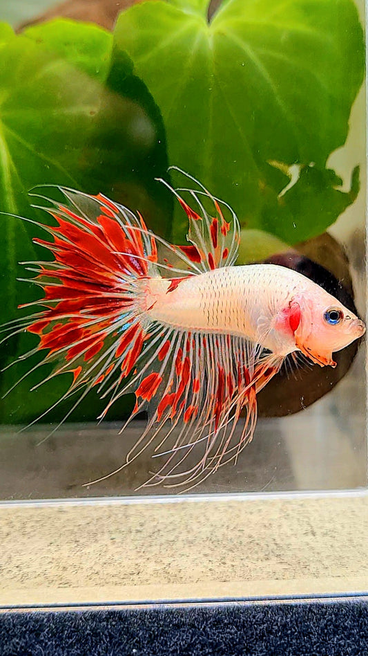 CROWNTAIL ARMAGEDDON FIRE BETTA FISH