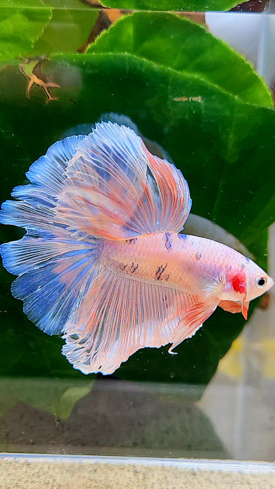 HALFMOON ROSETAIL PINK FANCY FLAMINGGO BLUE DOT BETTA FISH