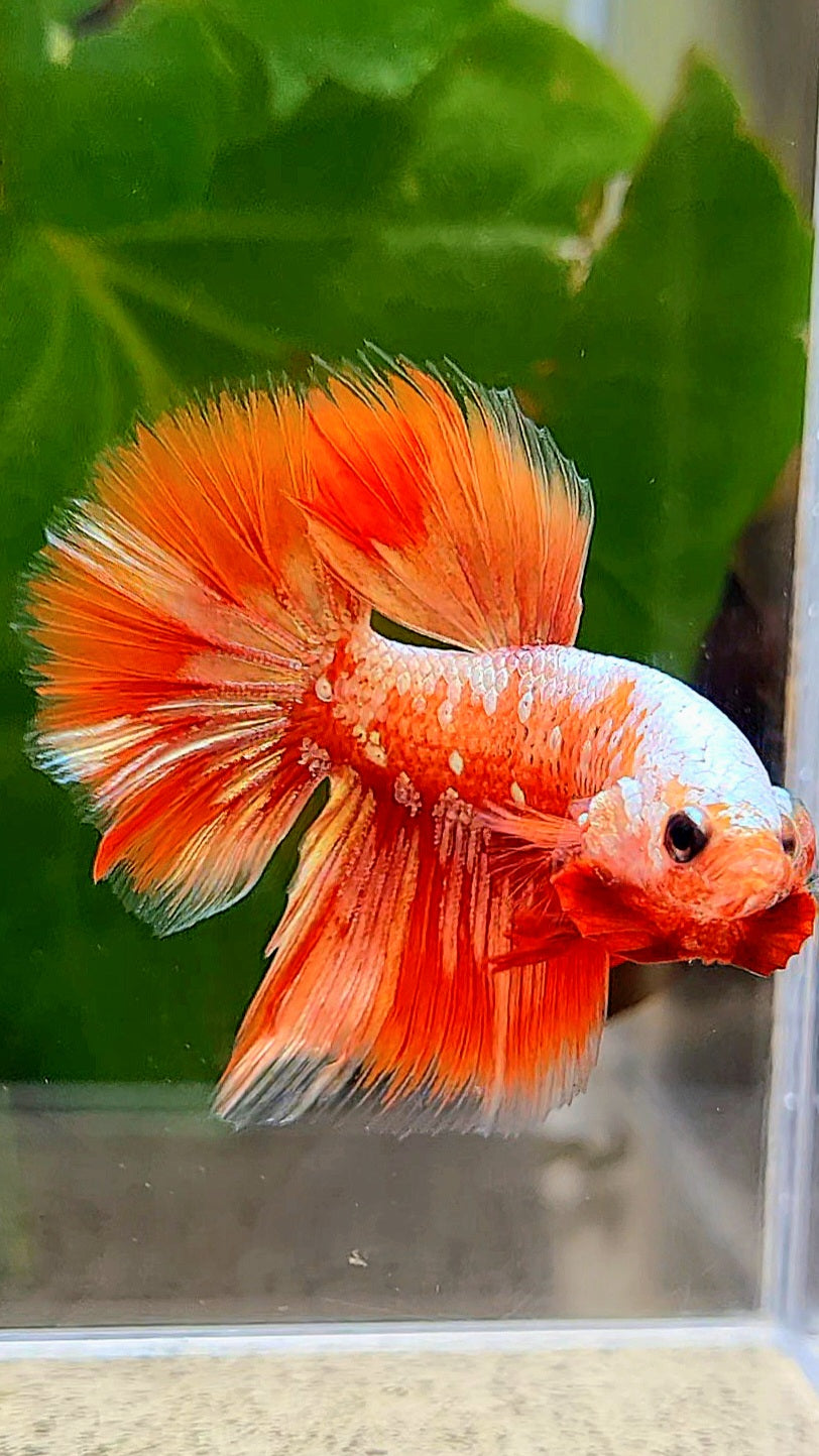 HALFMOON RED GOLD GALAXY RGG BETTA FISH
