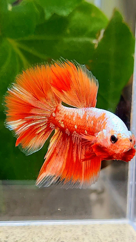 HALFMOON RED GOLD GALAXY RGG BETTA FISH