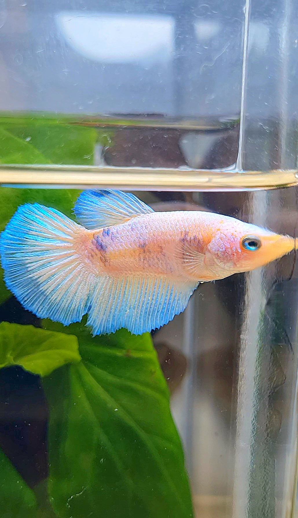 FEMALE HALFMOON WHITE LINE BLUE RIM BETTA FISH