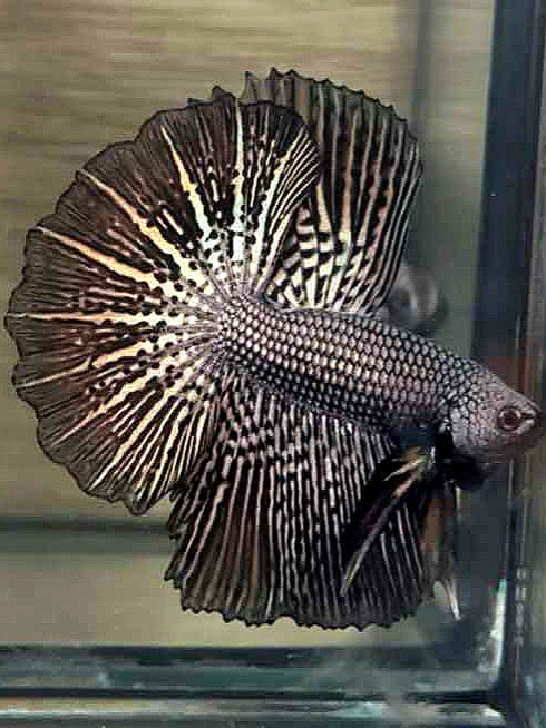 LUXURY HALFMOON ROSETAIL ALIEN COPPER HYBRID WILD BETTA FISH