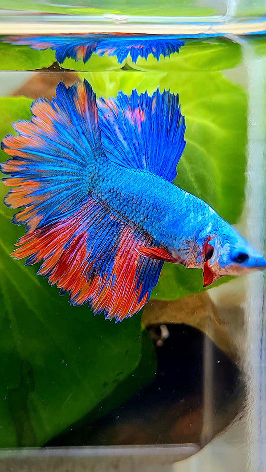 HALFMOON ROSETAIL BLUE PINK PATTERN BETTA FISH