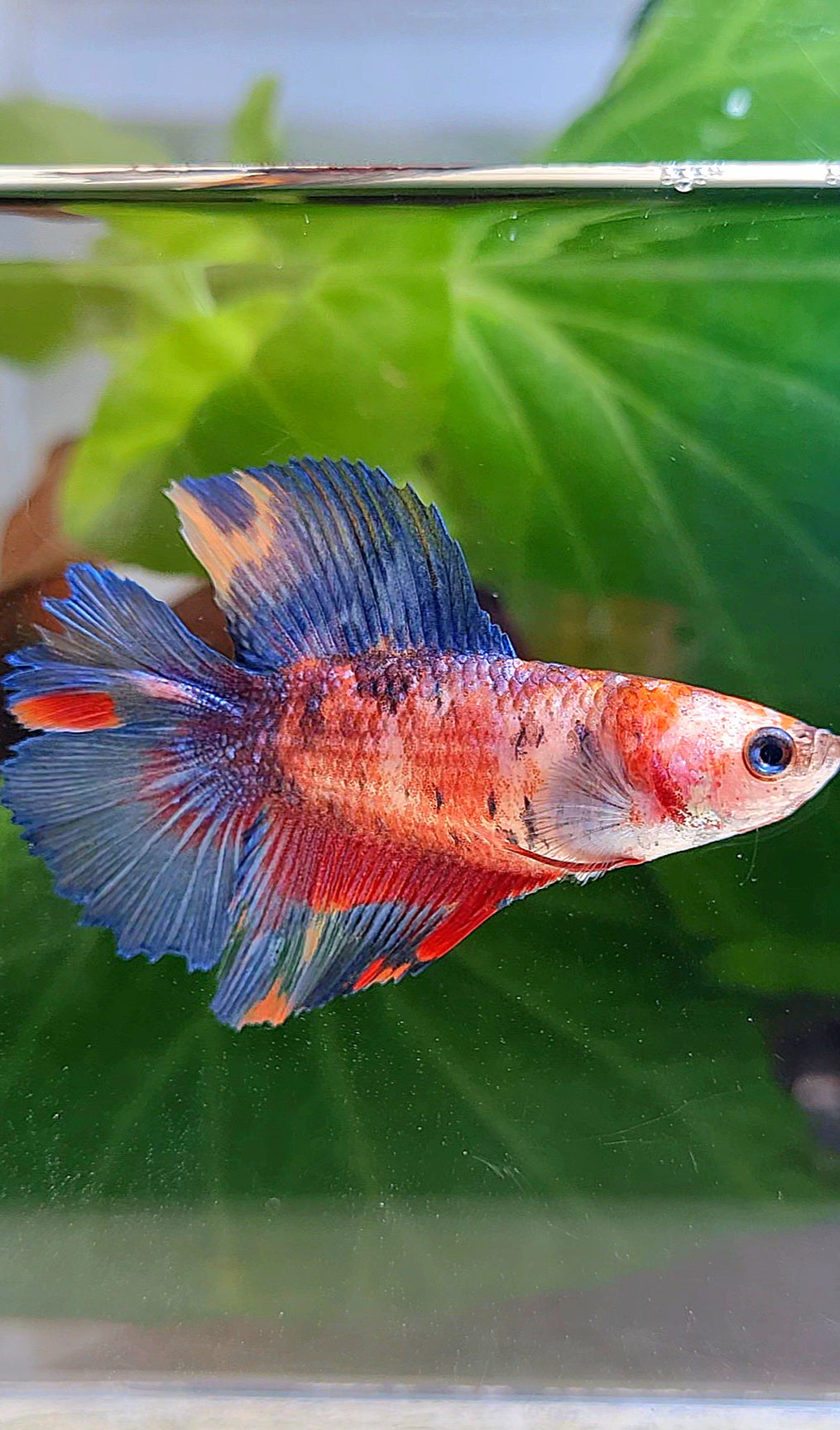 FEMALE HALFMOON DOUBLE TAIL RED KOI MULTICOLOR BETTA FISH