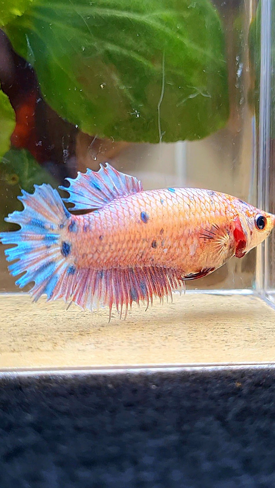 FEMALE CROWNTAIL PLAKAT CANDY MULTICOLOR BETTA FISH