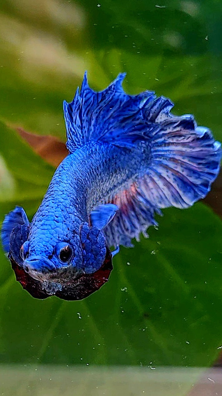 CROWNTAIL PLAKAT BLUE FANCY BETTA FISH