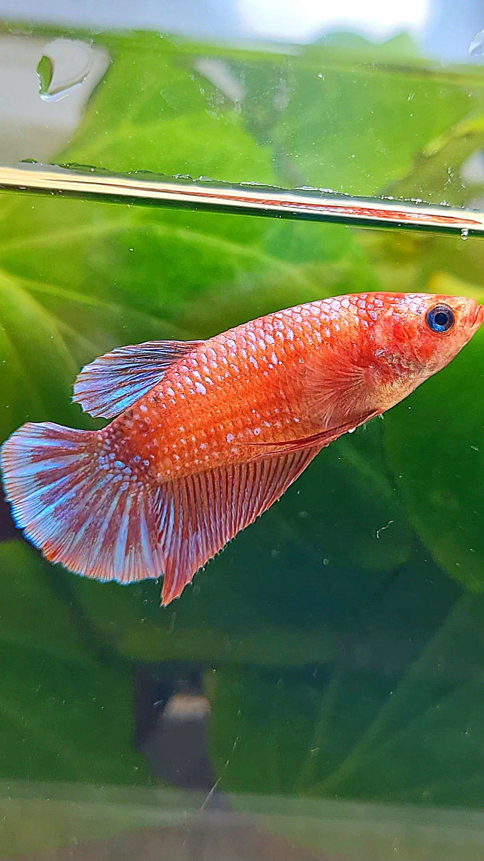 FEMALE PLAKAT PURPLE FANCY BETTA FISH