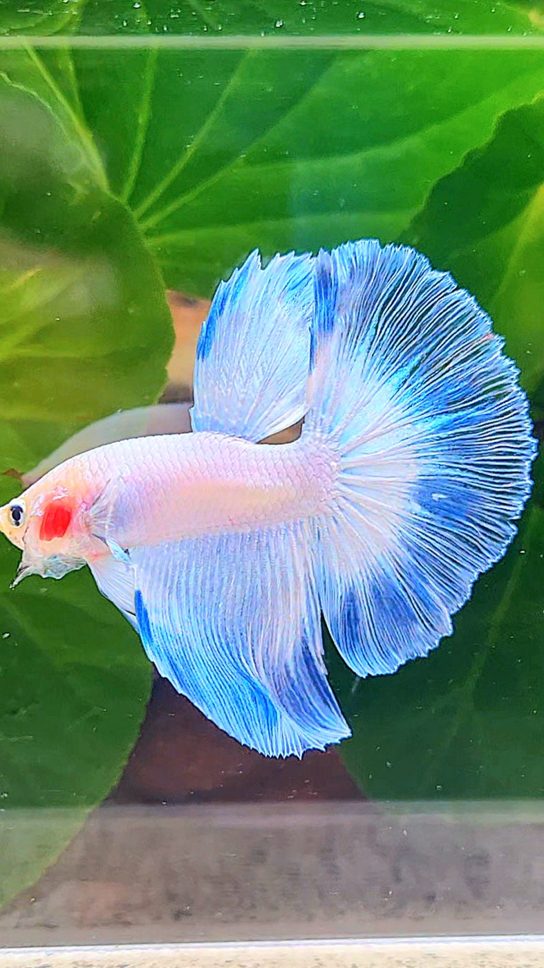 LUXURY HALFMOON FANCY ICE BLUE RIM BUTTERFLY BETTA FISH