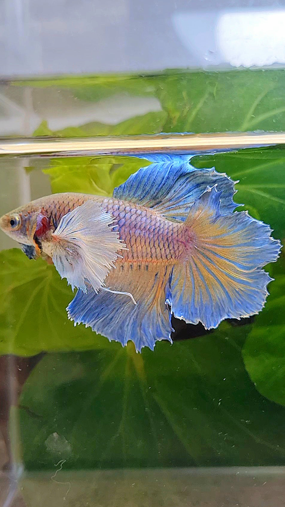 LUXURY FEMALE HALFMOON ROSETAIL DUMBO EAR BLUE ORANGE PINEAPPLE BETTA FISH