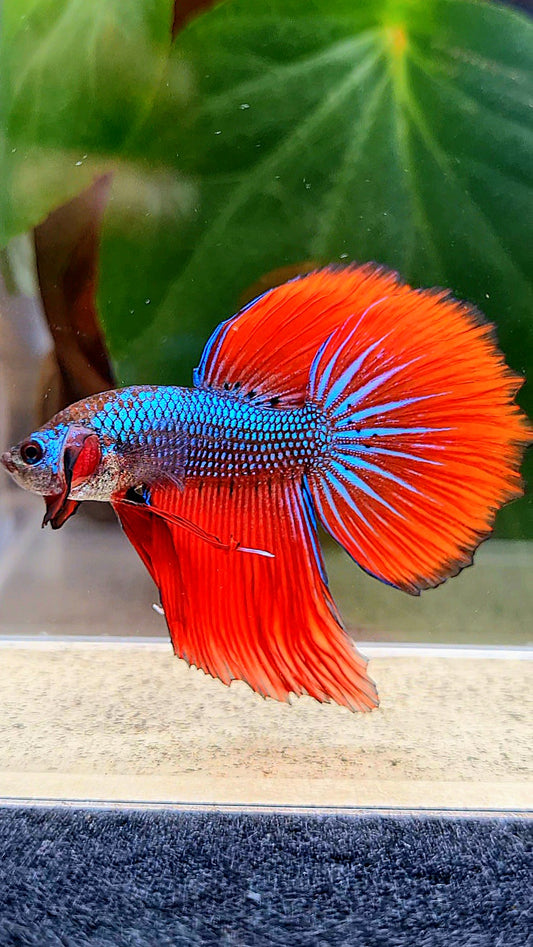 HALFMOON IMBELLIS RED BLUE HYBRID WILD BETTA FISH