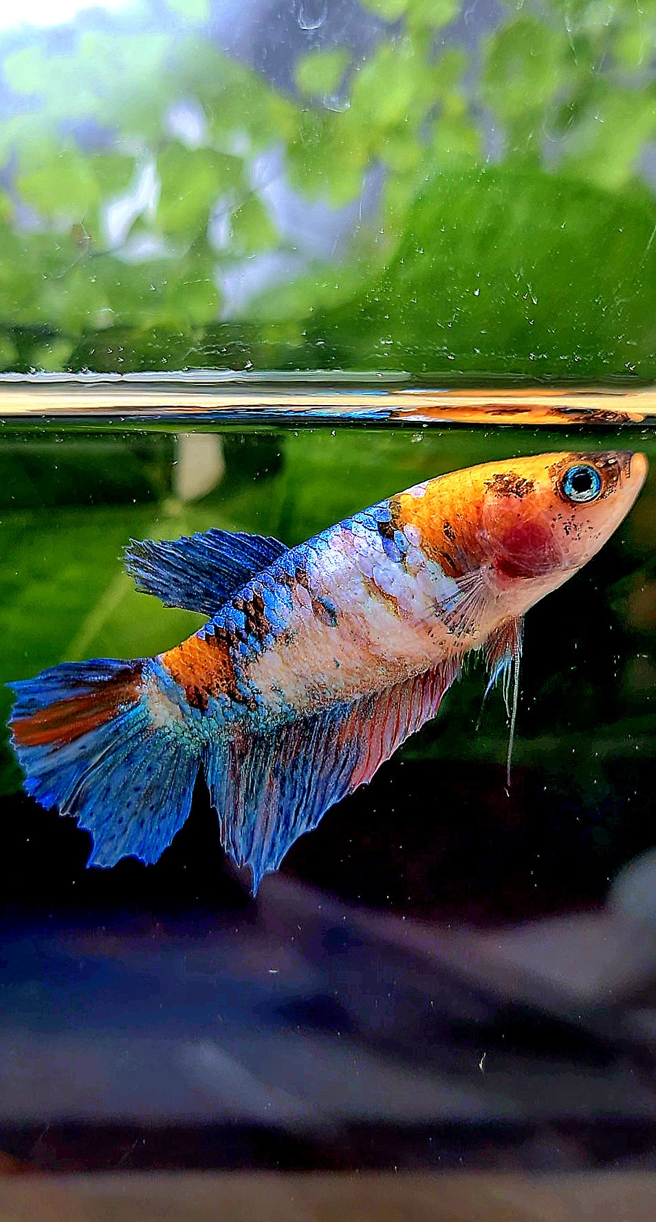 FEMALE HALFMOON GALAXY MULTICOLOR BETTA FISH