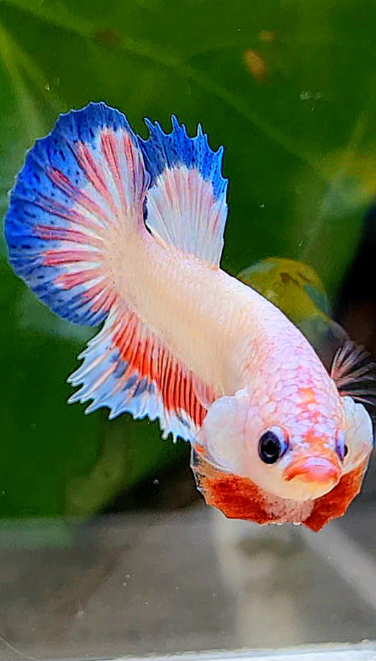 CROWNTAIL PLAKAT PINK FLAMINGGO WHITE SCALE BETTA FISH