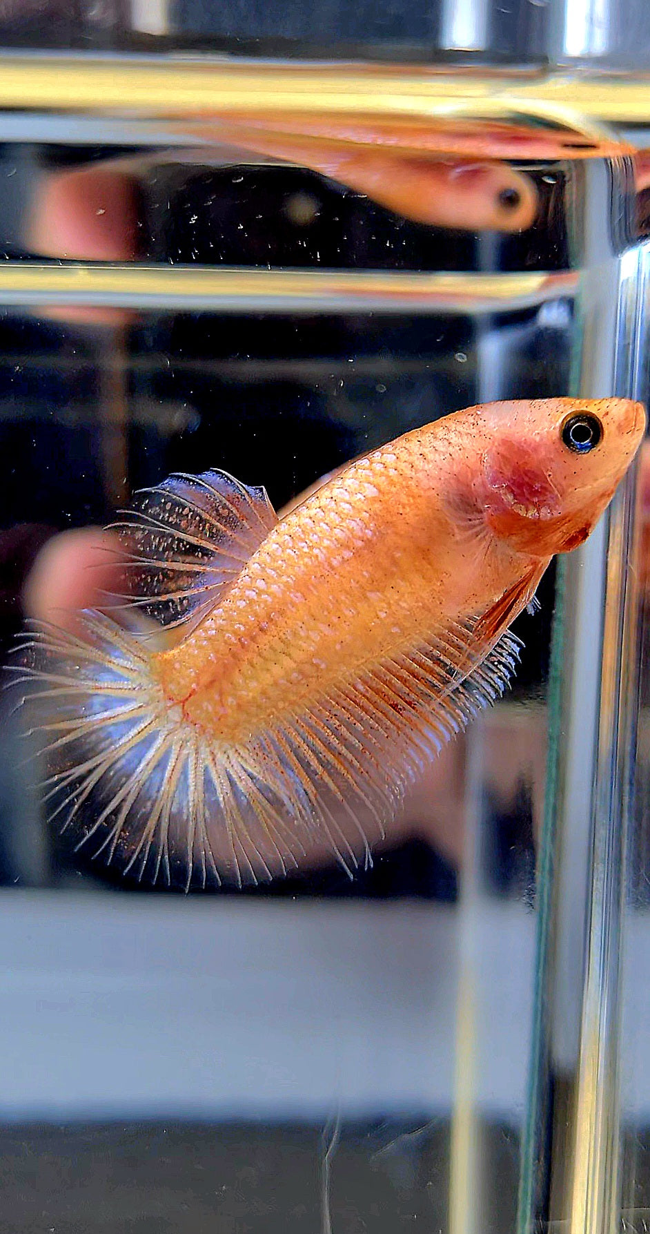 FEMALE PLAKAT CELLOPHANE TRANSPARENT BETTA FISH