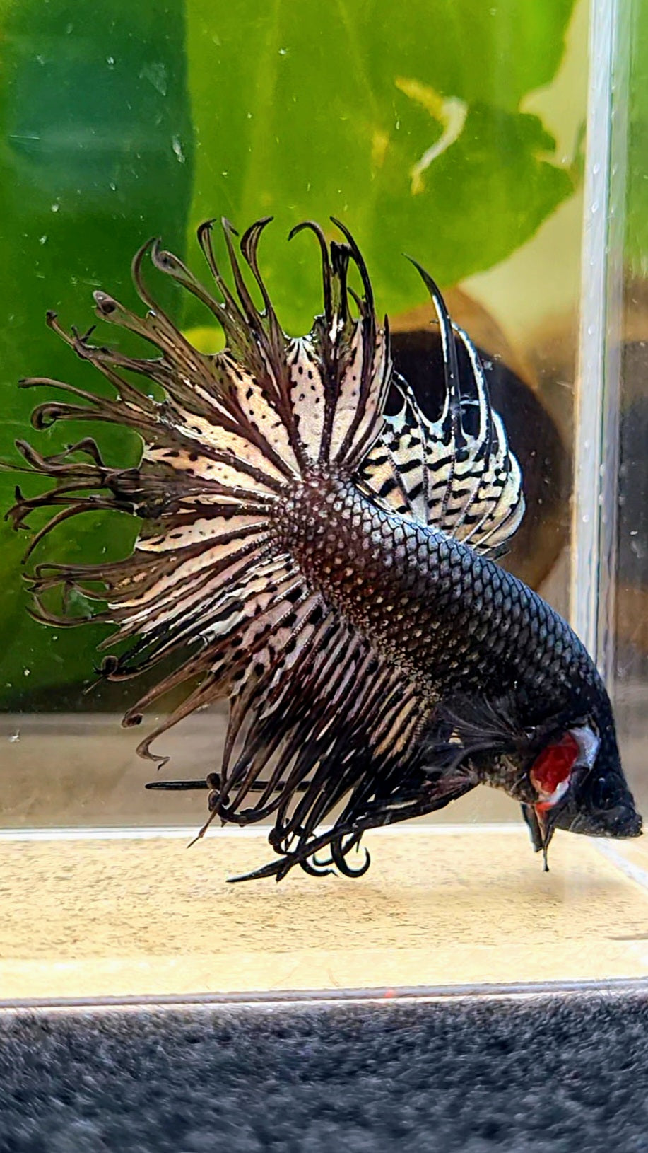 CROWNTAIL BLACK COPPER HYBRID WILD BETTA FISH