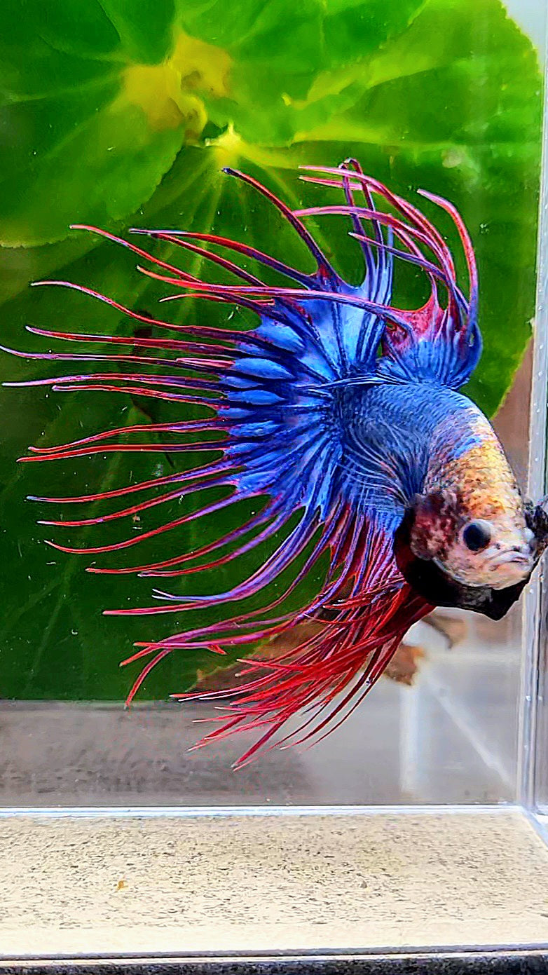 CROWNTAIL BLUE PURPLE MASCOT MONKEY FACE BETTA FISH