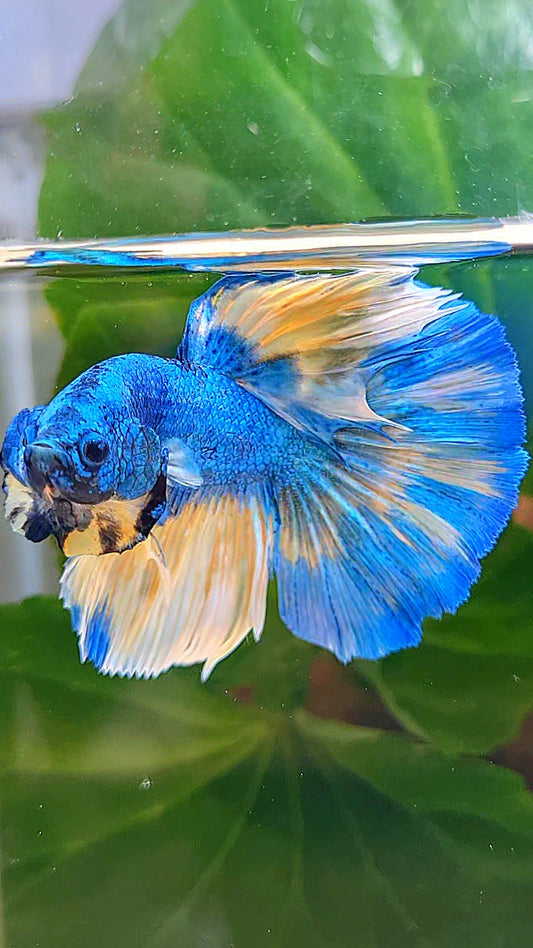 HALFMOON BLUE YELLOW PATTERN UNIQUE BETTA FISH