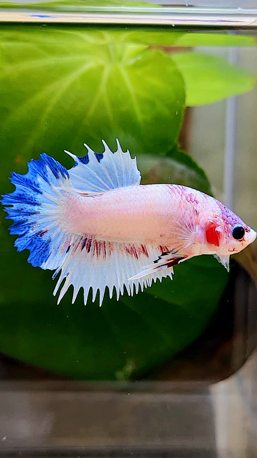 CROWNTAIL PLAKAT WHITE BLUE RIM FANCY BETTA FISH
