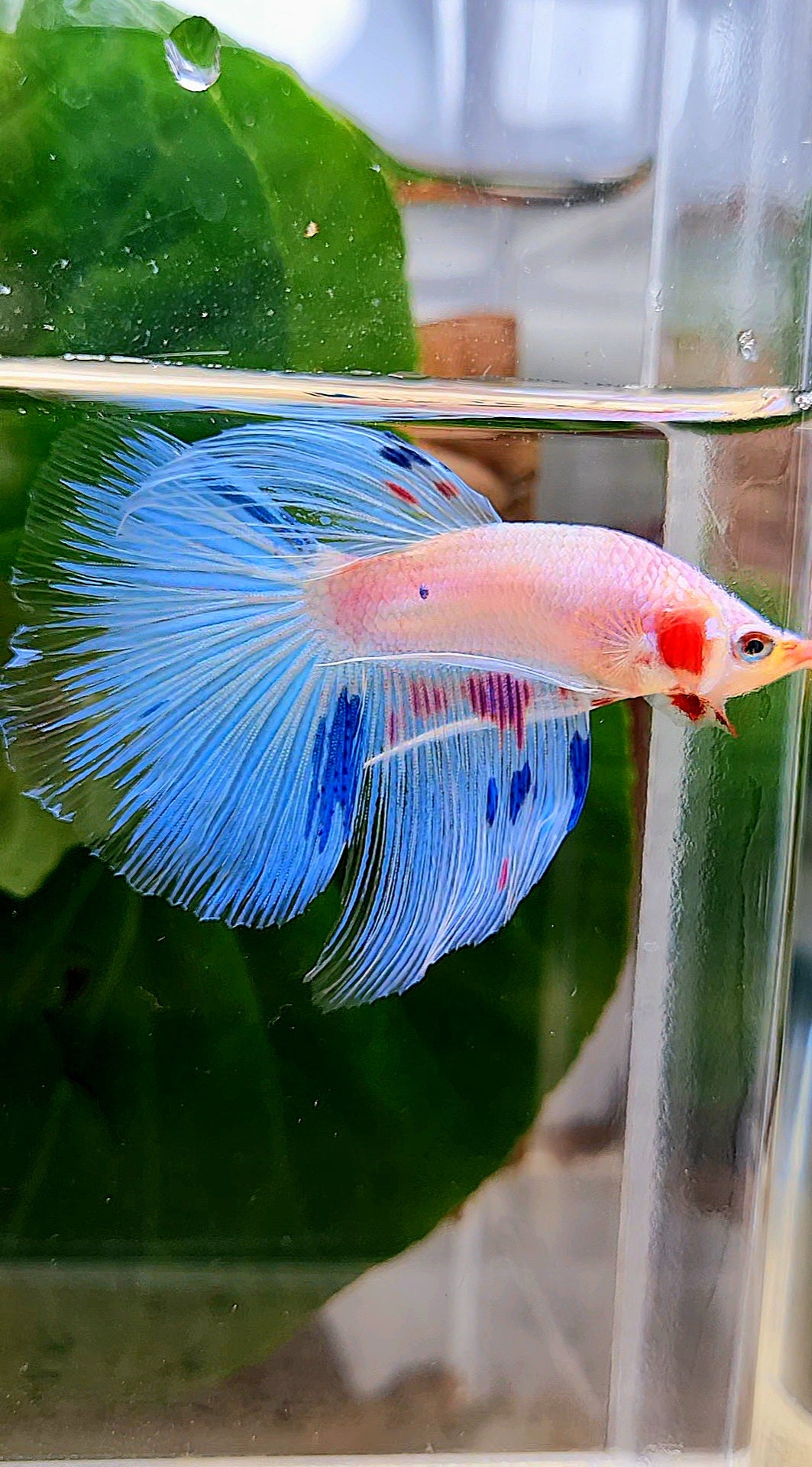 HALFMOON ROSETAIL WHITE BLUE FANCY FLAMINGGO BETTA FISH