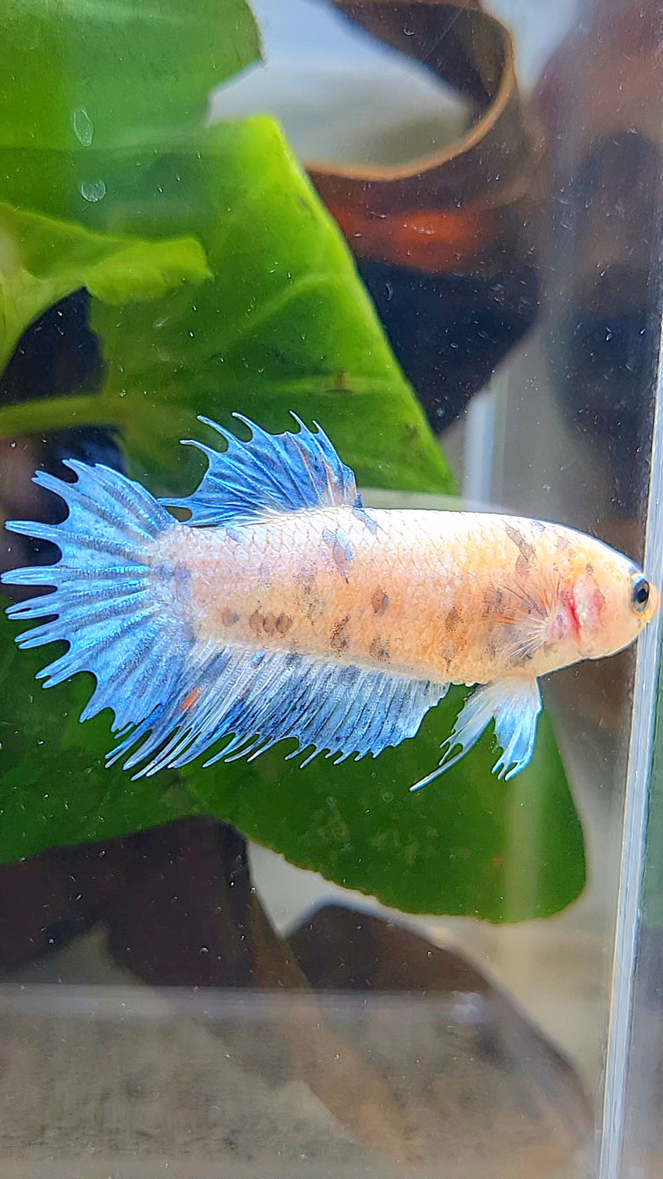 FEMALE CROWNTAIL PLAKAT BLUE DOTS MARBLE BETTA FISH