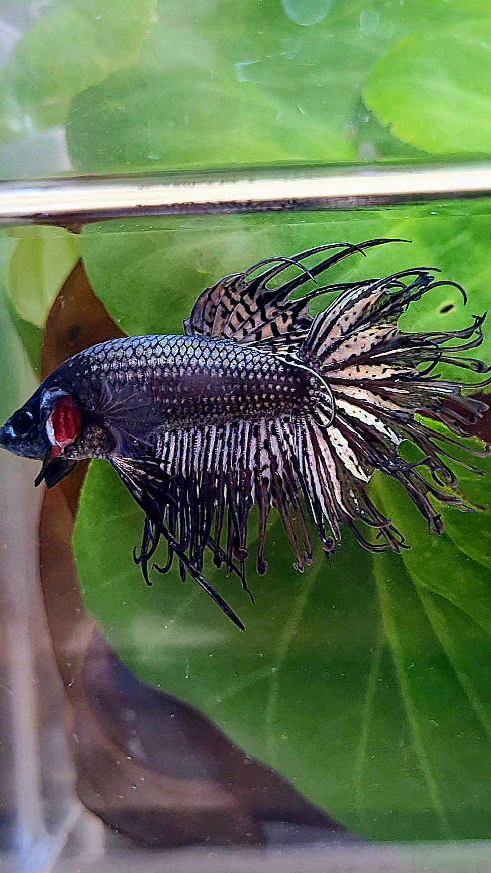 CROWNTAIL BLACK COPPER HYBRID WILD BETTA FISH