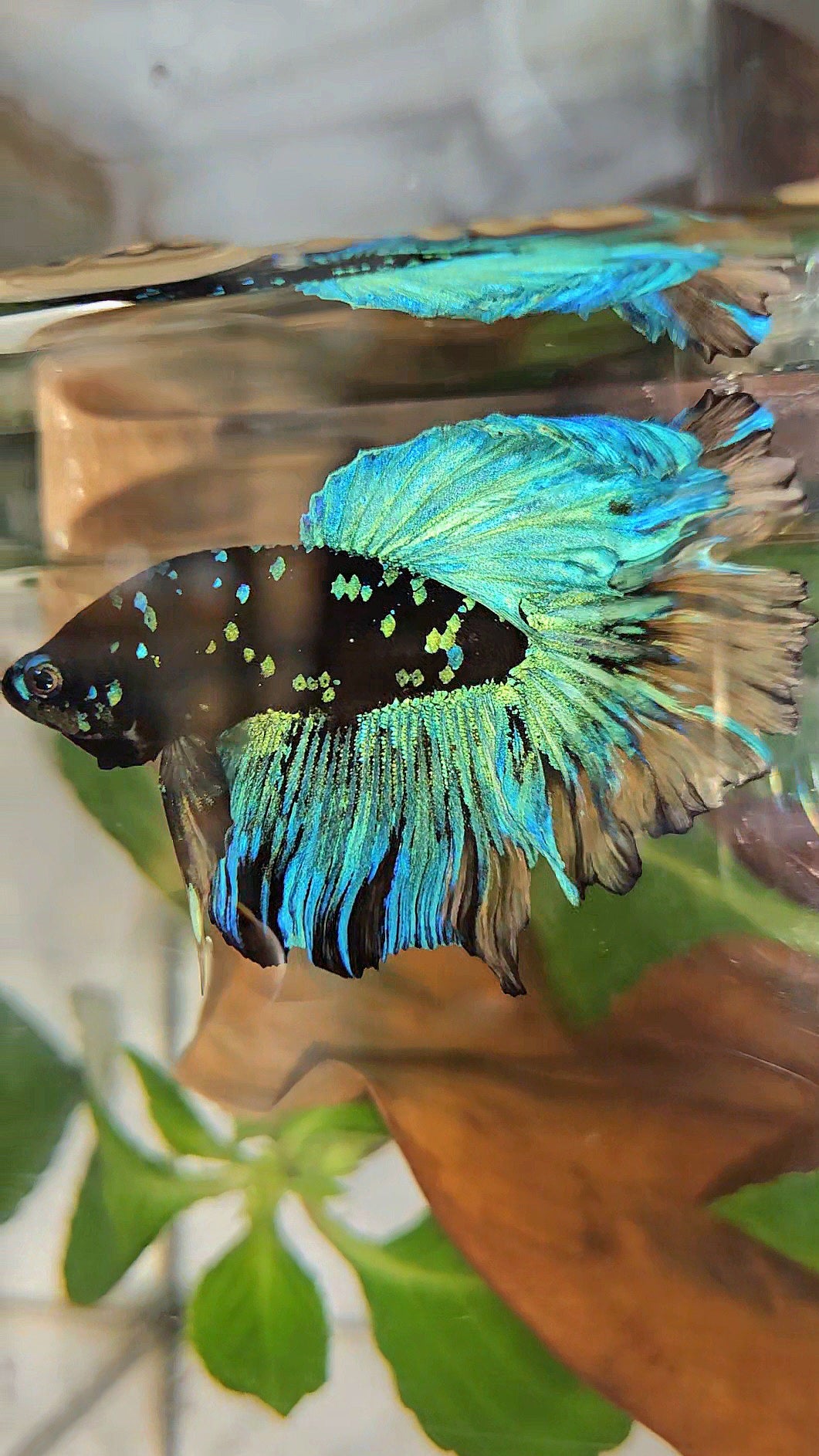 HALFMOON ROSETAIL BLACK GALAXY AVATAR BLUE YELLOW BETTA FISH