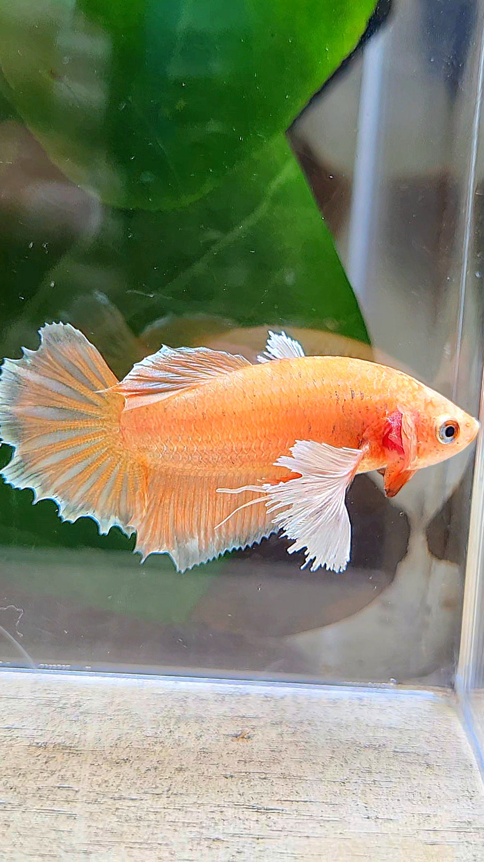 FEMALE HALFMOON DUMBO EAR ORANGE BETTA FISH