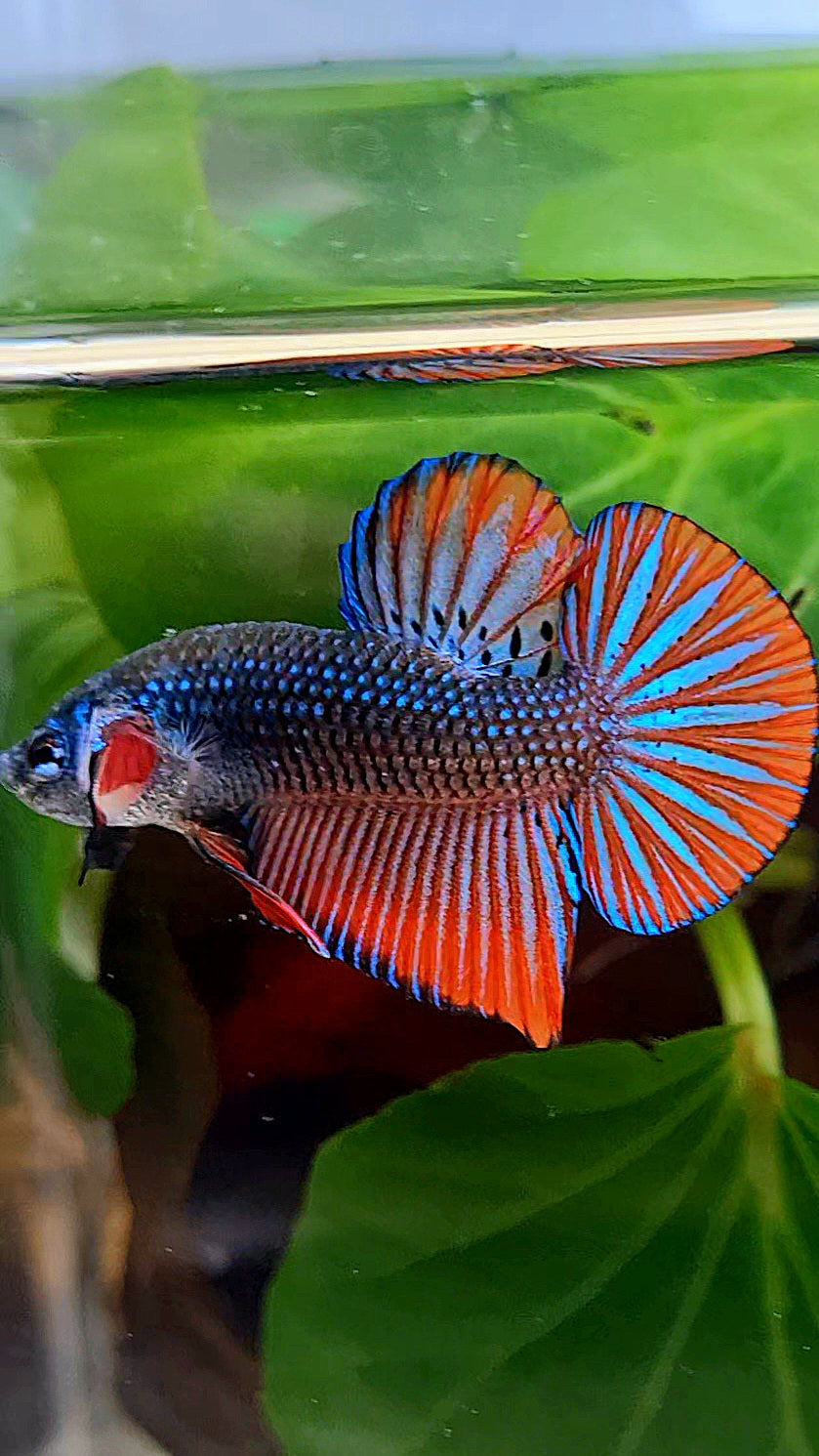 PLAKAT IMBELLIS ORANGE GREEN HYBRID WILD BETTA FISH