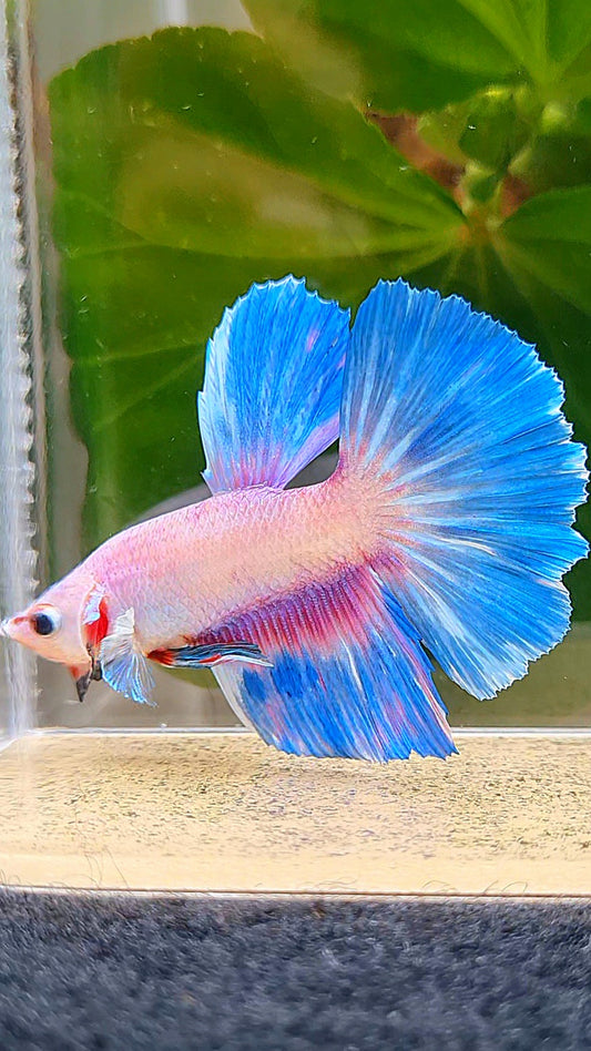 HALFMOON BLUE RIM PURPLE FLAMINGGO BETTA FISH