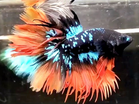 LUXURY CROWNTAIL HALFMOON BLACKSTAR GALAXY AVATAR BLUE ORANGE NEMO BETTA FISH