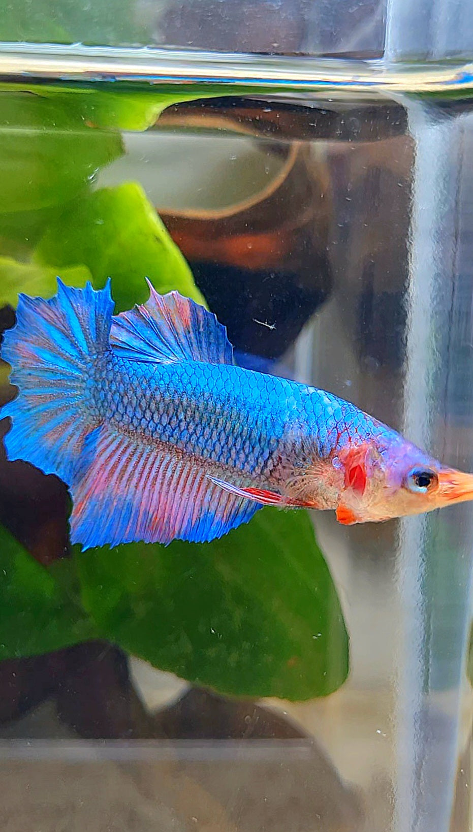 FEMALE HALFMOON BLUE BETTA FISH