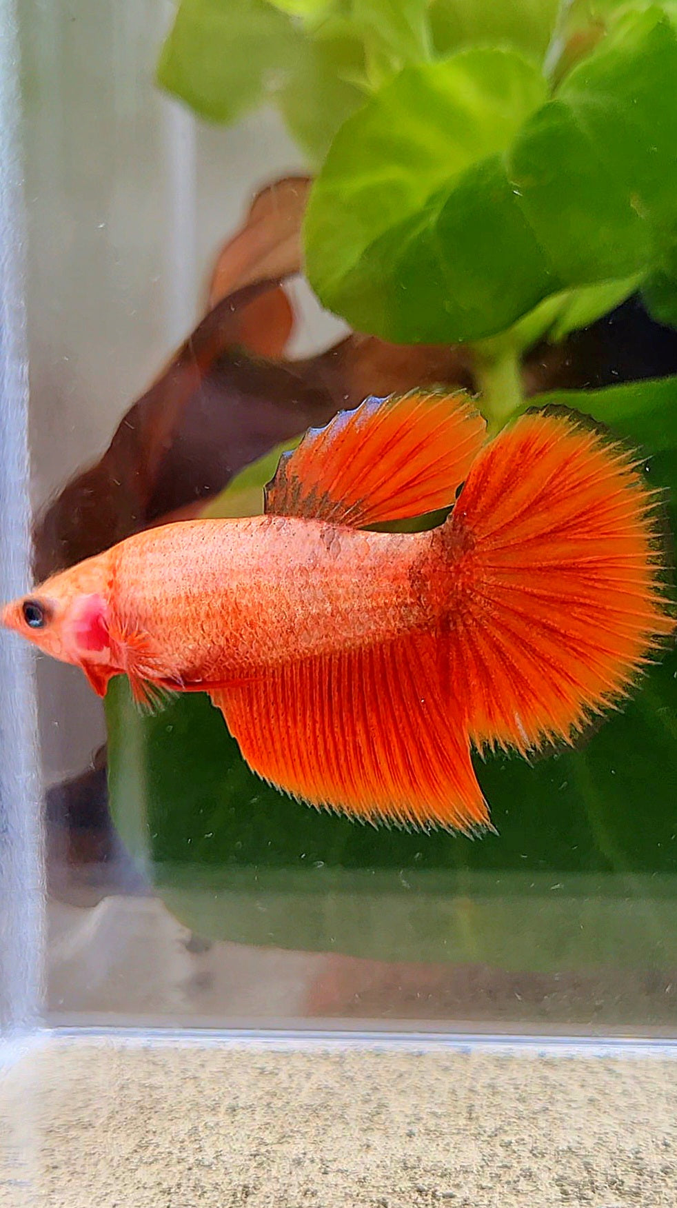 FEMALE HALFMOON RED BETTA FISH