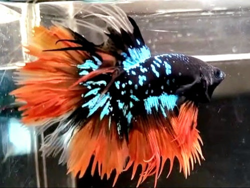 LUXURY CROWNTAIL HALFMOON BLACKSTAR GALAXY AVATAR BLUE ORANGE NEMO BETTA FISH