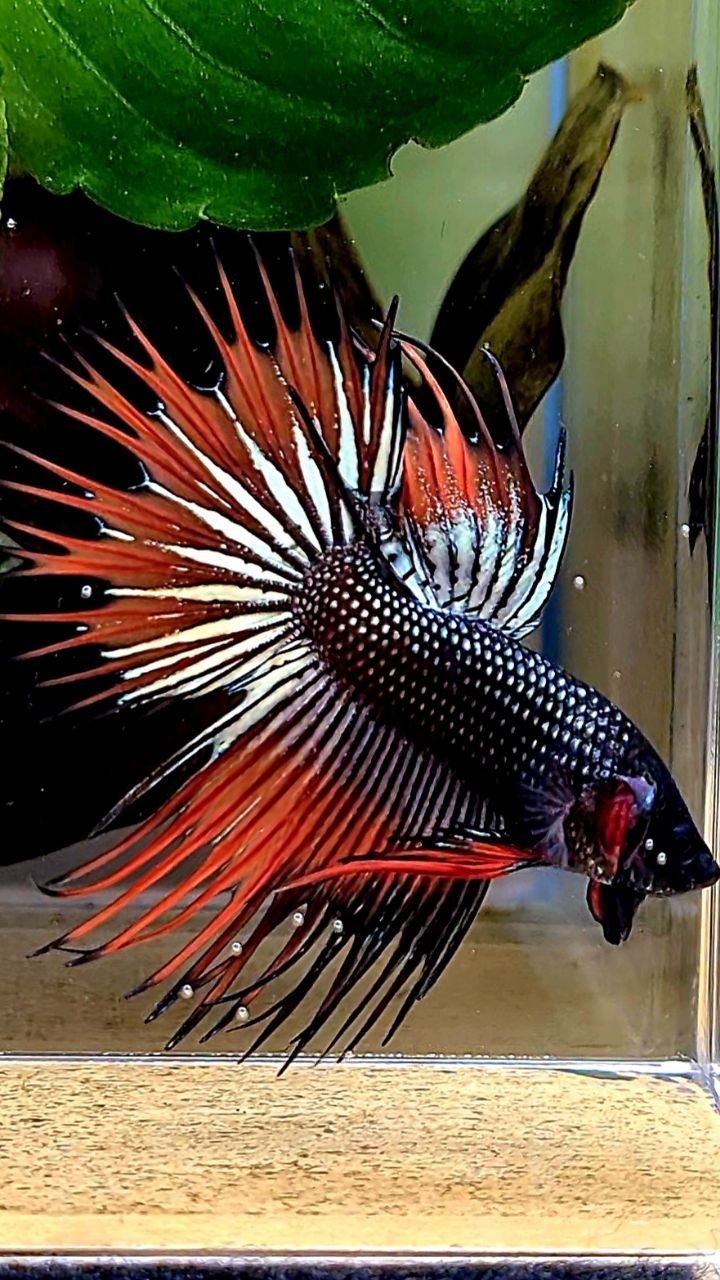 3 FISH LUXURY CROWNTAIL ALIEN BLUE 2 IMBELIS COPPER ORANGE HYBRID WILD BETTA FISH