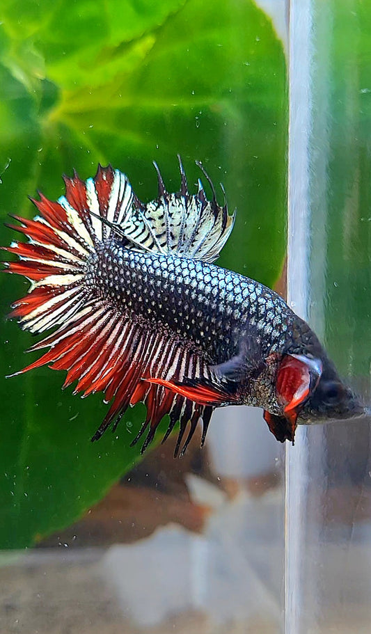 CROWNTAIL PLAKAT IMBELIS COPPER RED HYBRID WILD BETTA FISH