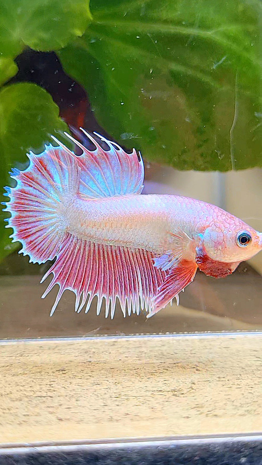 LUXURY CROWNTAIL PLAKAT PINK UNICORN BETTA FISH
