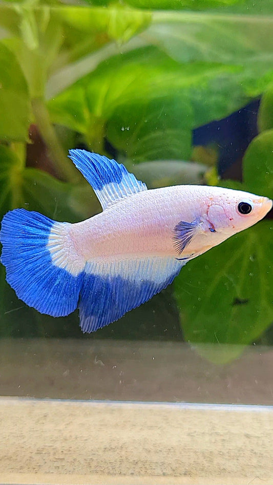 FEMALE HALFMOON BLUE RIM BUTTERFLY BETTA FISH