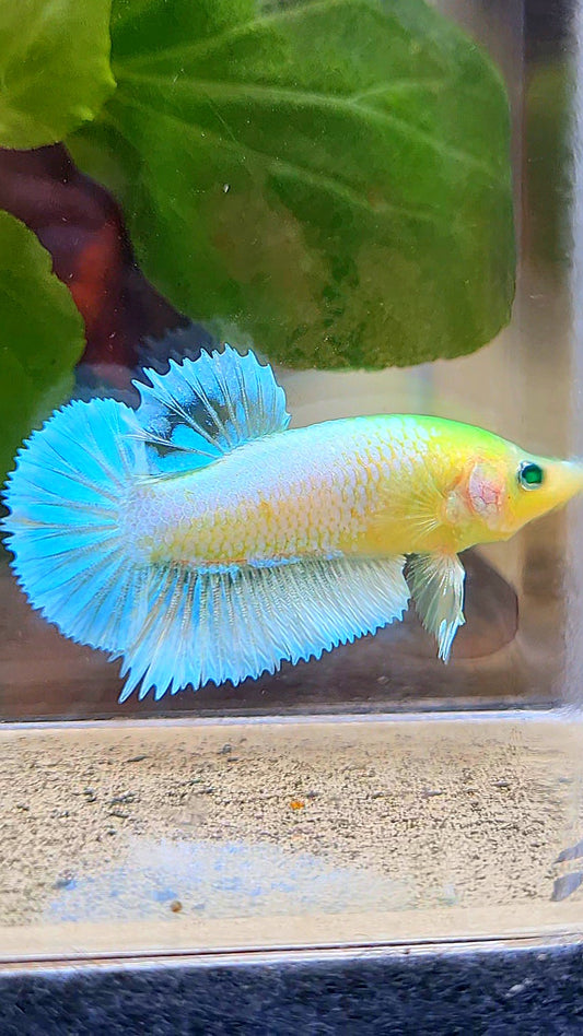 PLAKAT HULK NEON WHITE BLUE SKY UNIQUE BETTA FISH